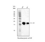 IL-1 beta Antibody in Western Blot (WB)