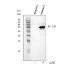 IL-1 beta Antibody in Western Blot (WB)