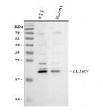 IL1RA Antibody in Western Blot (WB)