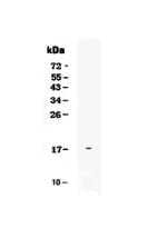 IL-25 Antibody in Western Blot (WB)