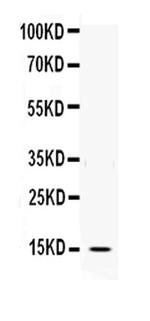 IL-3 Antibody in Western Blot (WB)