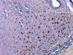 IL-33 Antibody in Immunohistochemistry (Paraffin) (IHC (P))