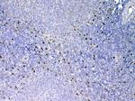 IL-33 Antibody in Immunohistochemistry (Paraffin) (IHC (P))