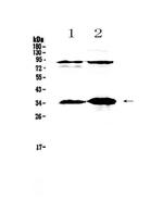 IL-33 Antibody in Western Blot (WB)