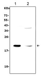 IL-7 Antibody in Western Blot (WB)