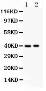 IRF4 Antibody in Western Blot (WB)