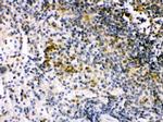 IRF5 Antibody in Immunohistochemistry (Paraffin) (IHC (P))