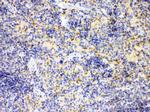 IRF7 Antibody in Immunohistochemistry (Paraffin) (IHC (P))