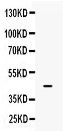 IRF9 Antibody in Western Blot (WB)