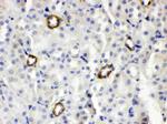 ISG15 Antibody in Immunohistochemistry (Paraffin) (IHC (P))