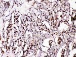 ISL1 Antibody in Immunohistochemistry (Paraffin) (IHC (P))