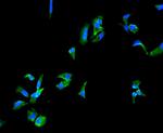 CD49e (Integrin alpha 5) Antibody in Immunocytochemistry (ICC/IF)