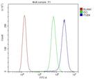 CD104 (Integrin beta 4) Antibody in Flow Cytometry (Flow)