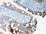 ITPR3 Antibody in Immunohistochemistry (Paraffin) (IHC (P))