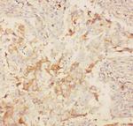 KV2.1 (KCNB1) Antibody in Immunohistochemistry (Paraffin) (IHC (P))