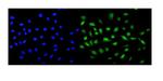 MCAK Antibody in Immunocytochemistry (ICC/IF)