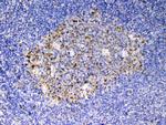 SCF Antibody in Immunohistochemistry (Paraffin) (IHC (P))