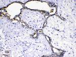 SCF Antibody in Immunohistochemistry (Paraffin) (IHC (P))