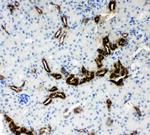 Kallikrein 1 Antibody in Immunohistochemistry (Paraffin) (IHC (P))