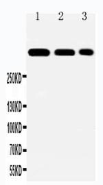 Laminin alpha-2 Antibody in Western Blot (WB)