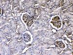 Laminin gamma-1,2,3 Antibody in Immunohistochemistry (Paraffin) (IHC (P))