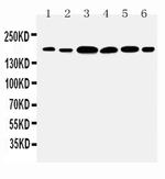 Laminin gamma-1 Antibody in Western Blot (WB)