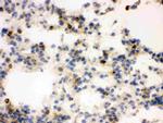 NGAL Antibody in Immunohistochemistry (Frozen) (IHC (F))