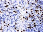 NGAL Antibody in Immunohistochemistry (Paraffin) (IHC (P))