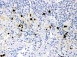 NGAL Antibody in Immunohistochemistry (Paraffin) (IHC (P))