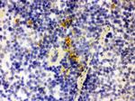 NGAL Antibody in Immunohistochemistry (Frozen) (IHC (F))