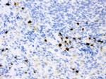 NGAL Antibody in Immunohistochemistry (Paraffin) (IHC (P))