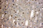 LDHB Antibody in Immunohistochemistry (Paraffin) (IHC (P))