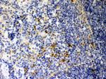 Galectin 3 Antibody in Immunohistochemistry (Paraffin) (IHC (P))