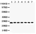 Galectin 3 Antibody in Western Blot (WB)