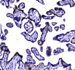 LGALS3BP Antibody in Immunohistochemistry (Paraffin) (IHC (P))