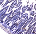 LGALS3BP Antibody in Immunohistochemistry (Paraffin) (IHC (P))