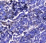 LGALS3BP Antibody in Immunohistochemistry (Paraffin) (IHC (P))