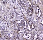 LGALS3BP Antibody in Immunohistochemistry (Paraffin) (IHC (P))