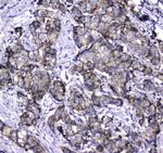 LGALS3BP Antibody in Immunohistochemistry (Paraffin) (IHC (P))