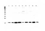 LIF Antibody in Western Blot (WB)