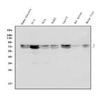 Lamin A/C Antibody in Western Blot (WB)