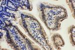 Lamin A/C Antibody in Immunohistochemistry (Paraffin) (IHC (P))