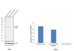 Lamin B1 Antibody