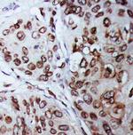 Lamin B1 Antibody in Immunohistochemistry (Paraffin) (IHC (P))