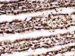 Lamin B1 Antibody in Immunohistochemistry (Frozen) (IHC (F))