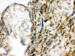 Lamin B1 Antibody in Immunohistochemistry (Frozen) (IHC (F))