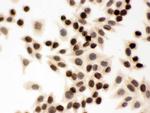 Lamin B1 Antibody in Immunocytochemistry (ICC/IF)