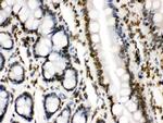 Lamin B1 Antibody in Immunohistochemistry (Paraffin) (IHC (P))