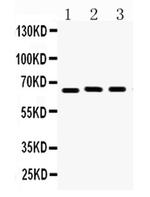 Lamin B1 Antibody in Western Blot (WB)