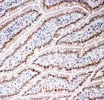 Lamin B2 Antibody in Immunohistochemistry (Frozen) (IHC (F))